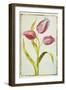 Tulips, C.1675-Nicolas Robert-Framed Giclee Print