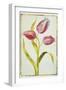 Tulips, C.1675-Nicolas Robert-Framed Giclee Print