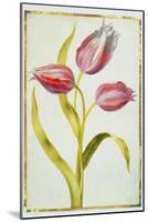 Tulips, C.1675-Nicolas Robert-Mounted Giclee Print