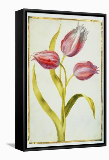 Tulips, C.1675-Nicolas Robert-Framed Stretched Canvas