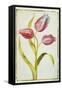 Tulips, C.1675-Nicolas Robert-Framed Stretched Canvas