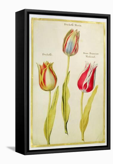 Tulips, C.1675-Nicolas Robert-Framed Stretched Canvas