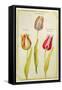 Tulips, C.1675-Nicolas Robert-Framed Stretched Canvas