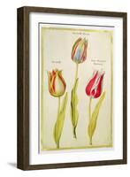 Tulips, C.1675-Nicolas Robert-Framed Giclee Print