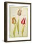 Tulips, C.1675-Nicolas Robert-Framed Giclee Print