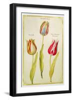 Tulips, C.1675-Nicolas Robert-Framed Giclee Print