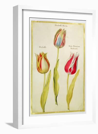 Tulips, C.1675-Nicolas Robert-Framed Giclee Print
