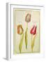 Tulips, C.1675-Nicolas Robert-Framed Giclee Print