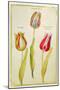 Tulips, C.1675-Nicolas Robert-Mounted Giclee Print