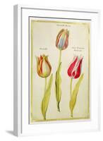 Tulips, C.1675-Nicolas Robert-Framed Giclee Print