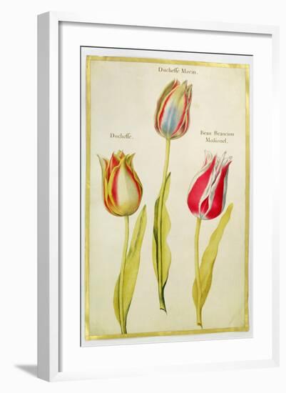 Tulips, C.1675-Nicolas Robert-Framed Giclee Print