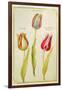 Tulips, C.1675-Nicolas Robert-Framed Giclee Print