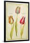 Tulips, C.1675-Nicolas Robert-Framed Giclee Print