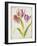 Tulips, C.1675-Nicolas Robert-Framed Giclee Print