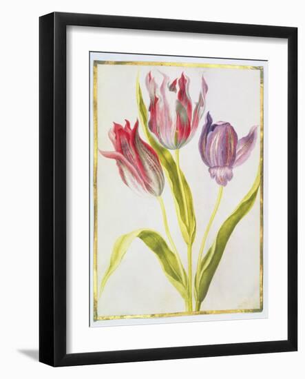 Tulips, C.1675-Nicolas Robert-Framed Giclee Print