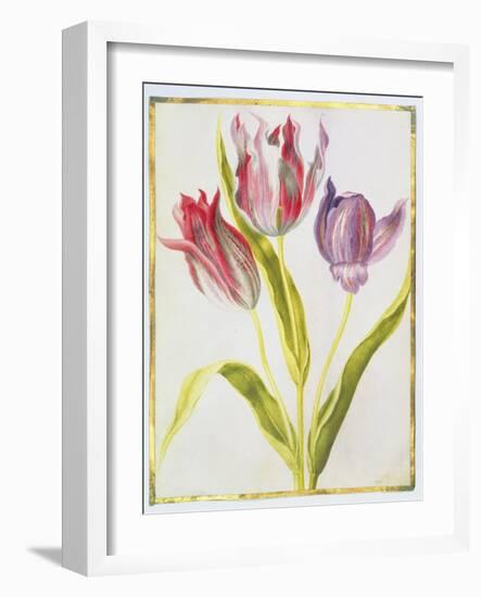 Tulips, C.1675-Nicolas Robert-Framed Giclee Print