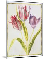 Tulips, C.1675-Nicolas Robert-Mounted Giclee Print