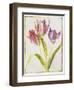 Tulips, C.1675-Nicolas Robert-Framed Giclee Print