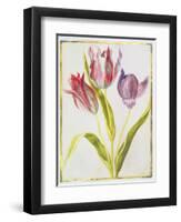 Tulips, C.1675-Nicolas Robert-Framed Giclee Print