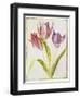 Tulips, C.1675-Nicolas Robert-Framed Giclee Print