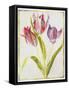 Tulips, C.1675-Nicolas Robert-Framed Stretched Canvas