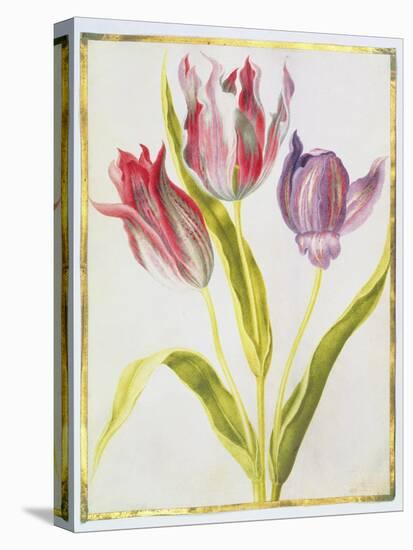 Tulips, C.1675-Nicolas Robert-Stretched Canvas