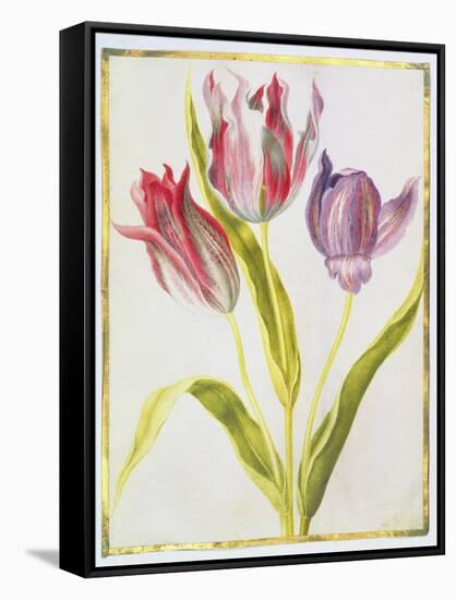 Tulips, C.1675-Nicolas Robert-Framed Stretched Canvas