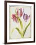 Tulips, C.1675-Nicolas Robert-Framed Giclee Print