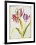 Tulips, C.1675-Nicolas Robert-Framed Giclee Print