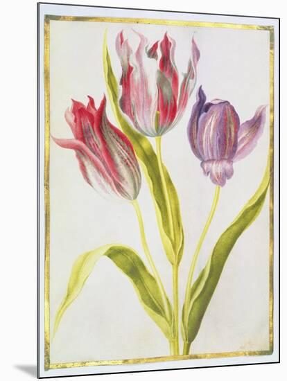 Tulips, C.1675-Nicolas Robert-Mounted Giclee Print