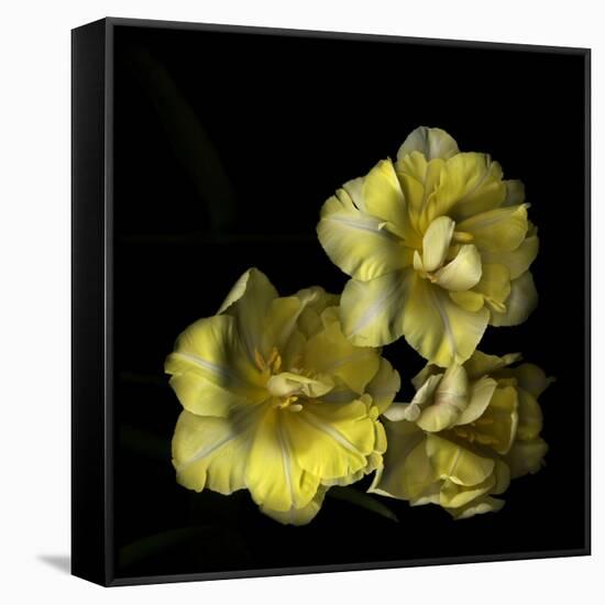 Tulips Cheery Trilogy-Magda Indigo-Framed Stretched Canvas