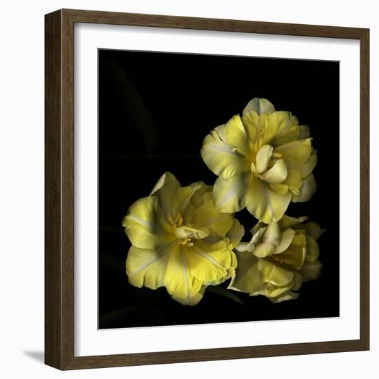 Tulips Cheery Trilogy-Magda Indigo-Framed Photographic Print