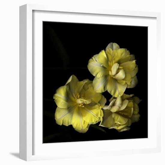 Tulips Cheery Trilogy-Magda Indigo-Framed Photographic Print