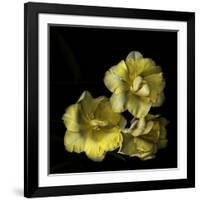 Tulips Cheery Trilogy-Magda Indigo-Framed Photographic Print