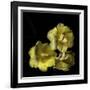 Tulips Cheery Trilogy-Magda Indigo-Framed Photographic Print
