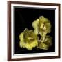 Tulips Cheery Trilogy-Magda Indigo-Framed Photographic Print