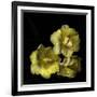 Tulips Cheery Trilogy-Magda Indigo-Framed Photographic Print