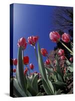 Tulips, Cincinatti, Ohio, USA-Adam Jones-Stretched Canvas