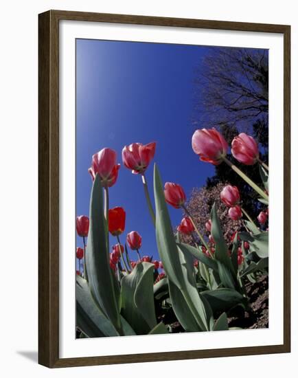 Tulips, Cincinatti, Ohio, USA-Adam Jones-Framed Premium Photographic Print