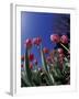 Tulips, Cincinatti, Ohio, USA-Adam Jones-Framed Premium Photographic Print