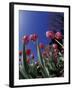 Tulips, Cincinatti, Ohio, USA-Adam Jones-Framed Premium Photographic Print