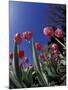 Tulips, Cincinatti, Ohio, USA-Adam Jones-Mounted Premium Photographic Print