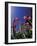 Tulips, Cincinatti, Ohio, USA-Adam Jones-Framed Photographic Print