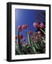 Tulips, Cincinatti, Ohio, USA-Adam Jones-Framed Photographic Print