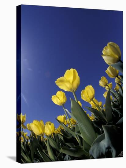 Tulips, Cincinatti, Ohio, USA-Adam Jones-Stretched Canvas