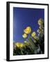 Tulips, Cincinatti, Ohio, USA-Adam Jones-Framed Premium Photographic Print