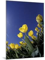 Tulips, Cincinatti, Ohio, USA-Adam Jones-Mounted Premium Photographic Print