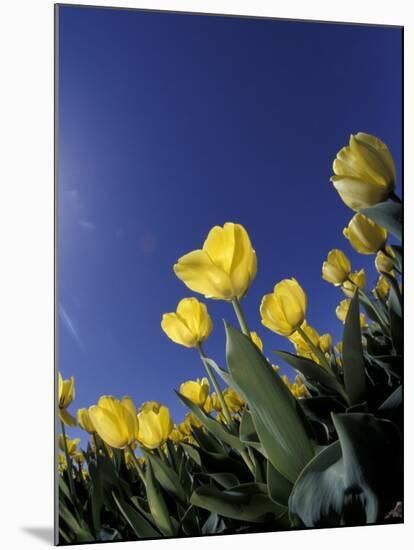 Tulips, Cincinatti, Ohio, USA-Adam Jones-Mounted Premium Photographic Print