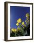 Tulips, Cincinatti, Ohio, USA-Adam Jones-Framed Photographic Print