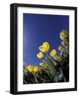 Tulips, Cincinatti, Ohio, USA-Adam Jones-Framed Photographic Print